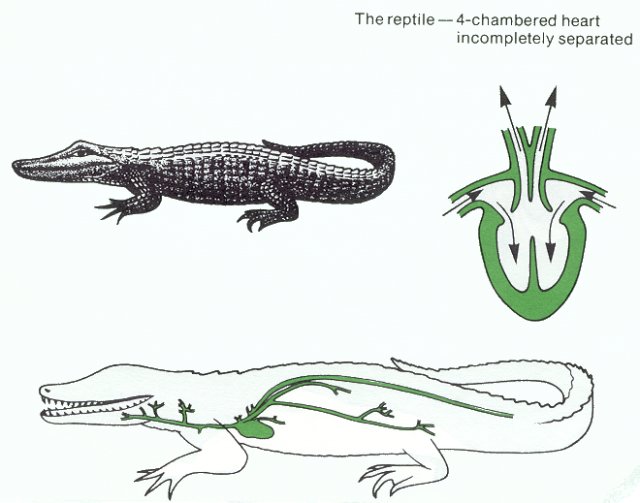 770 Koleksi Gambar Skema Pernapasan Pada Hewan Reptil Terbaru