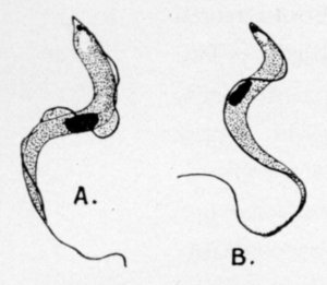 trypanosoma-gambiense